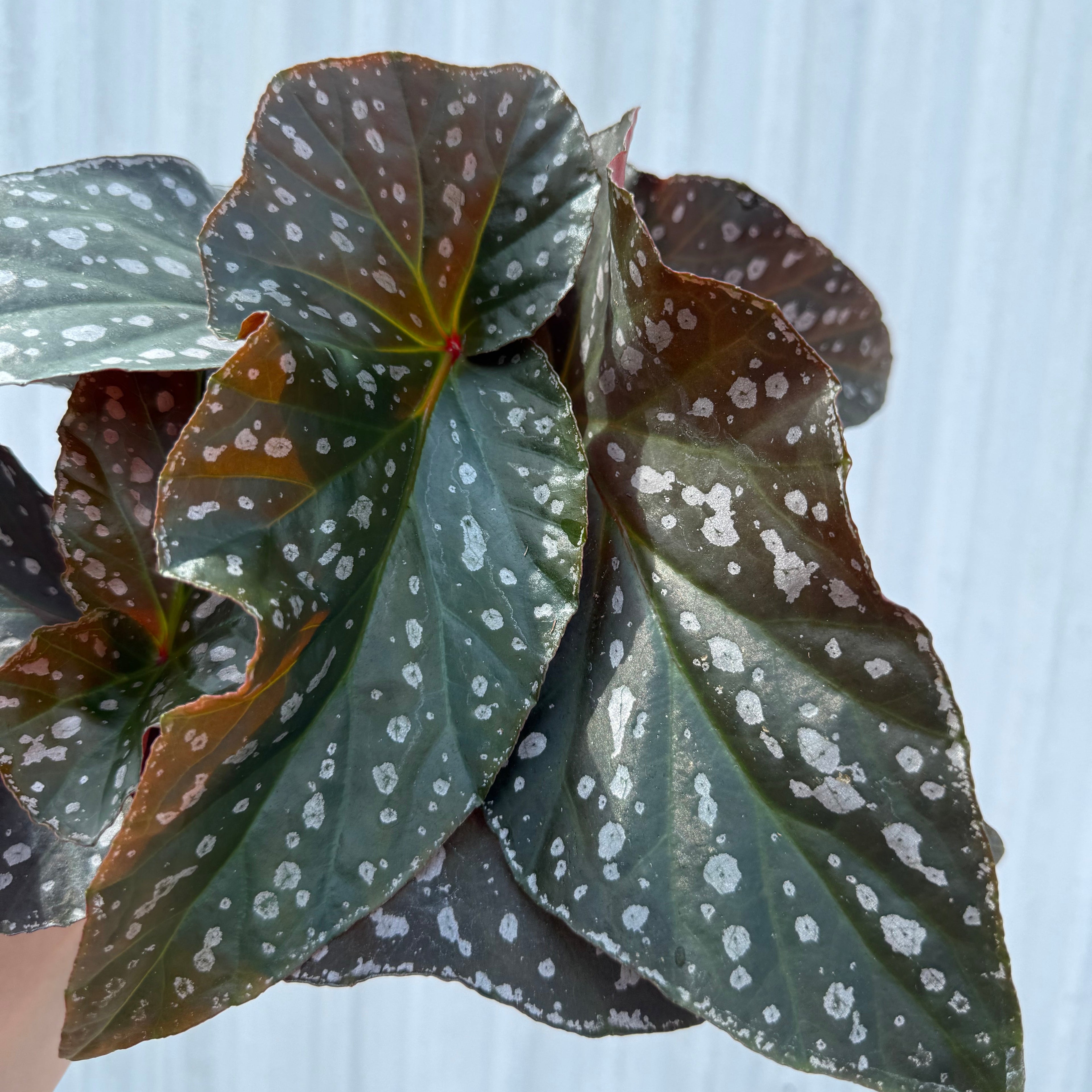 Begonia Silver Eagle 6”