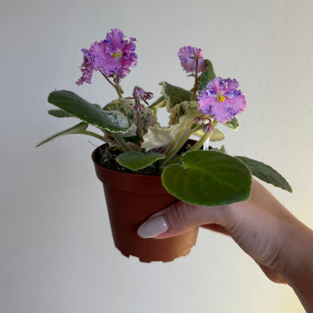 Variegated African Violet ‘ Love Bug ‘ 4”