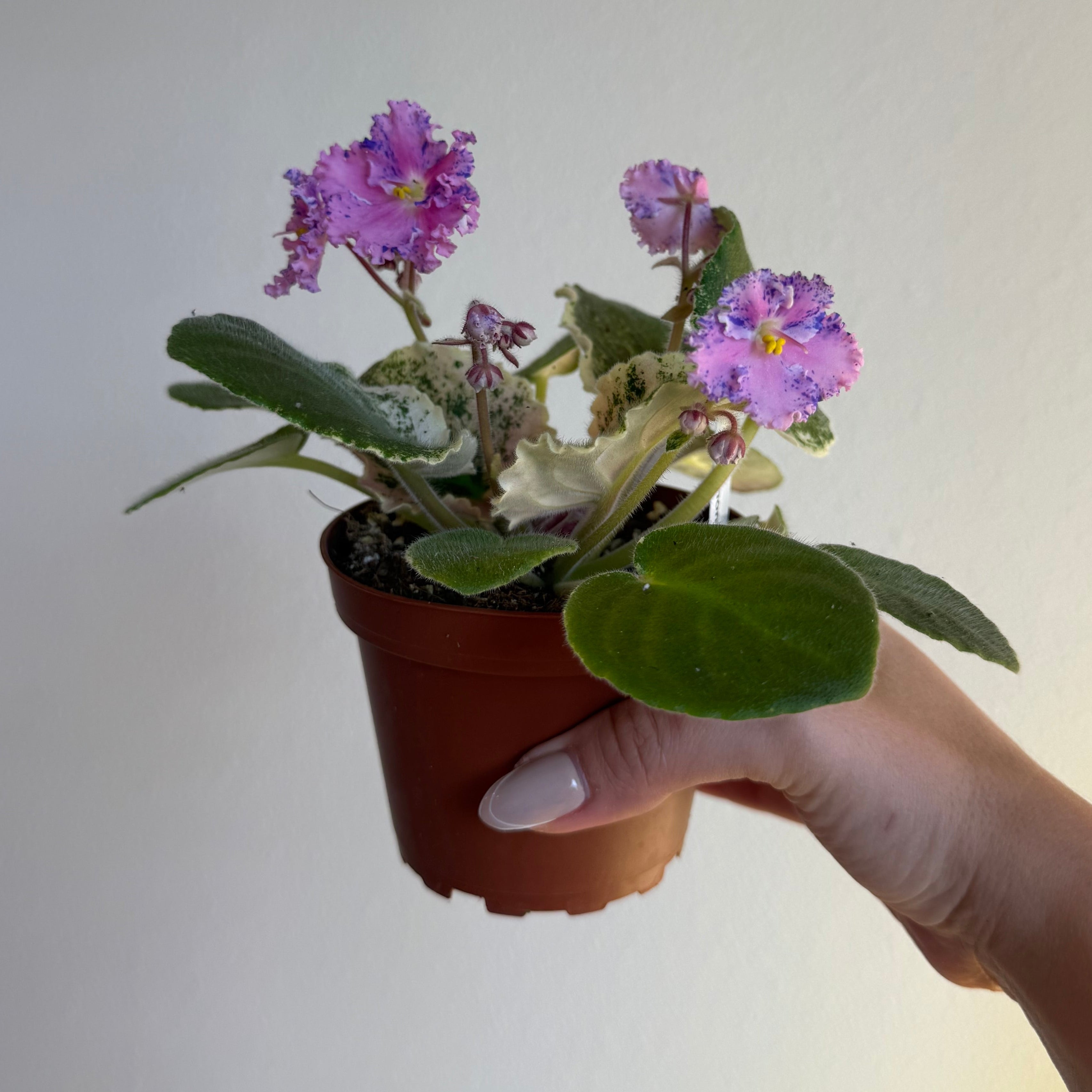 Variegated African Violet ‘ Love Bug ‘ 4”
