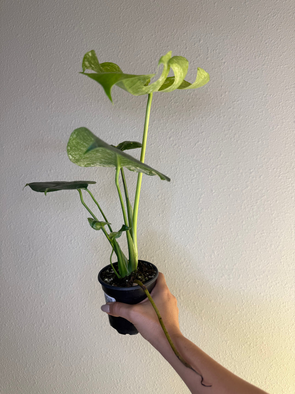 Monstera White Monster 4”