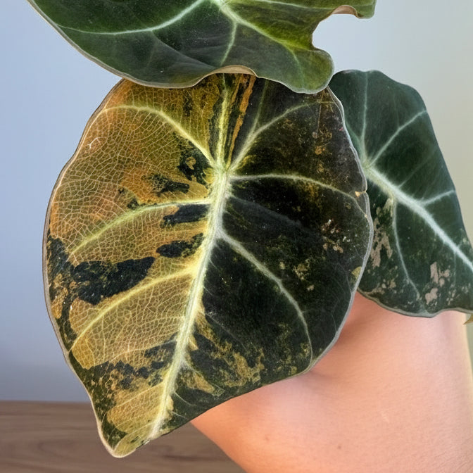 Alocasia black velvet Gold 3”