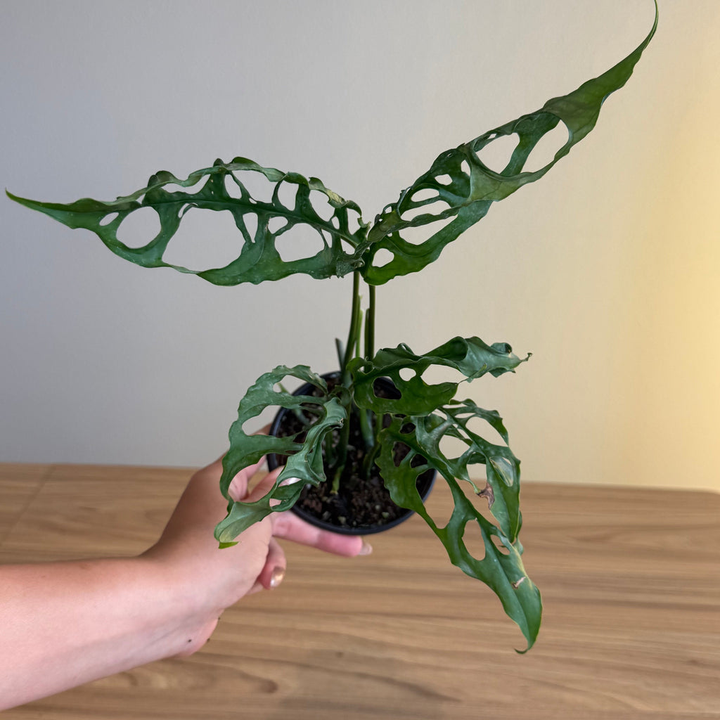 Monstera obliqua Peru