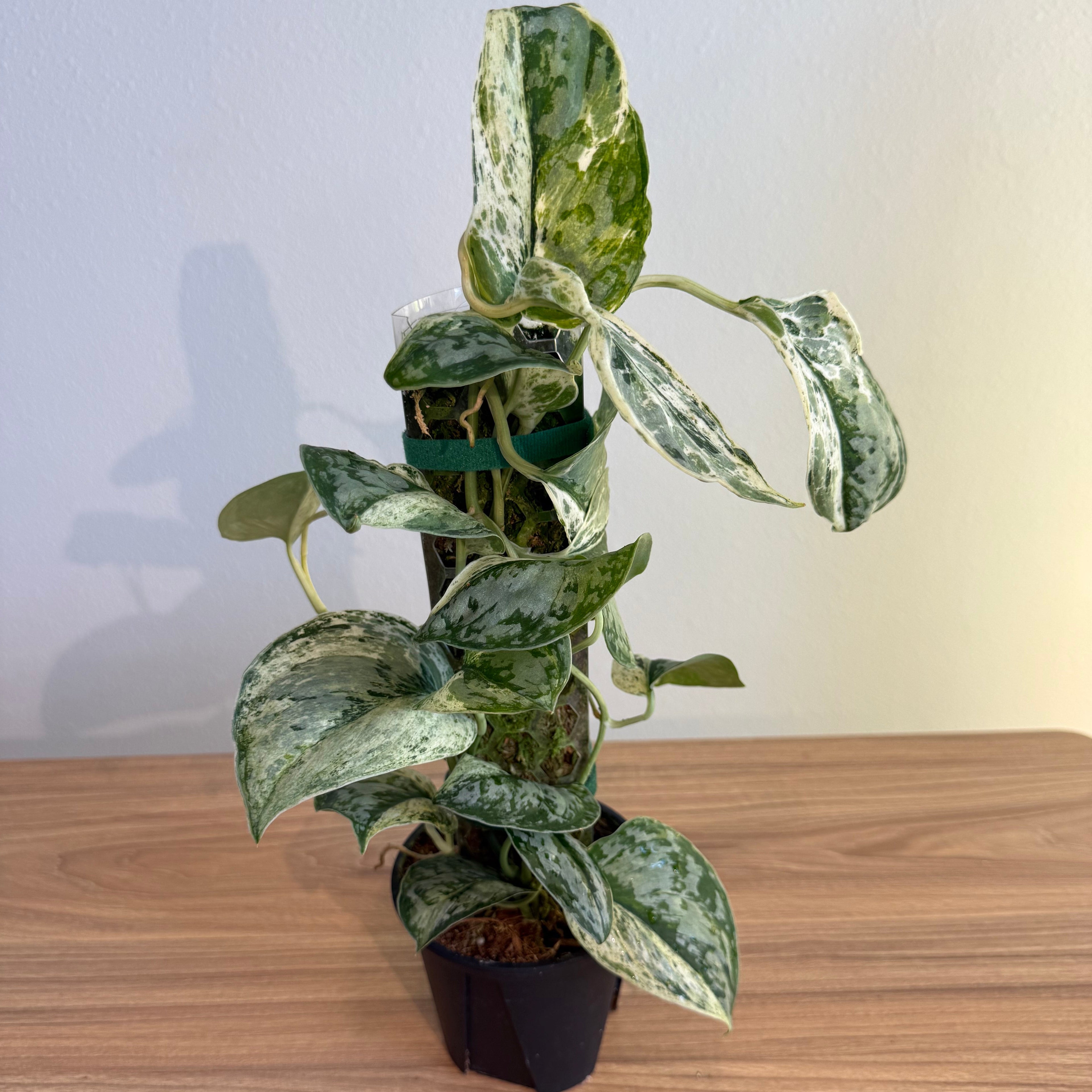 Scindapsus Peasun 4”