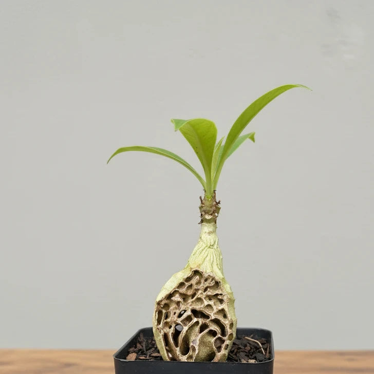 Ant Plant