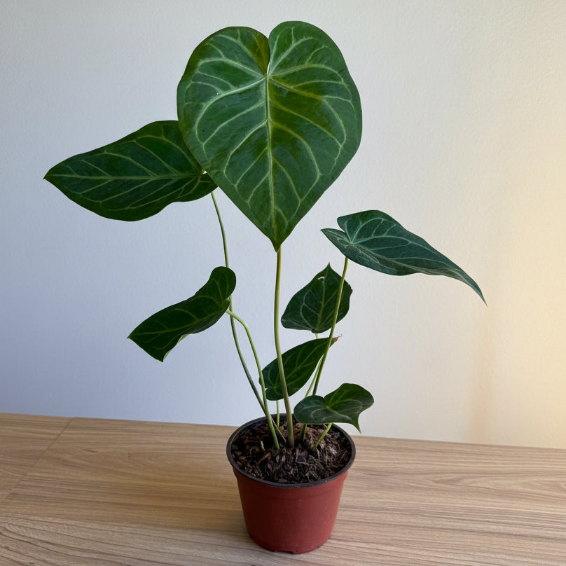 Anthurium Crystallinum × Magnificum