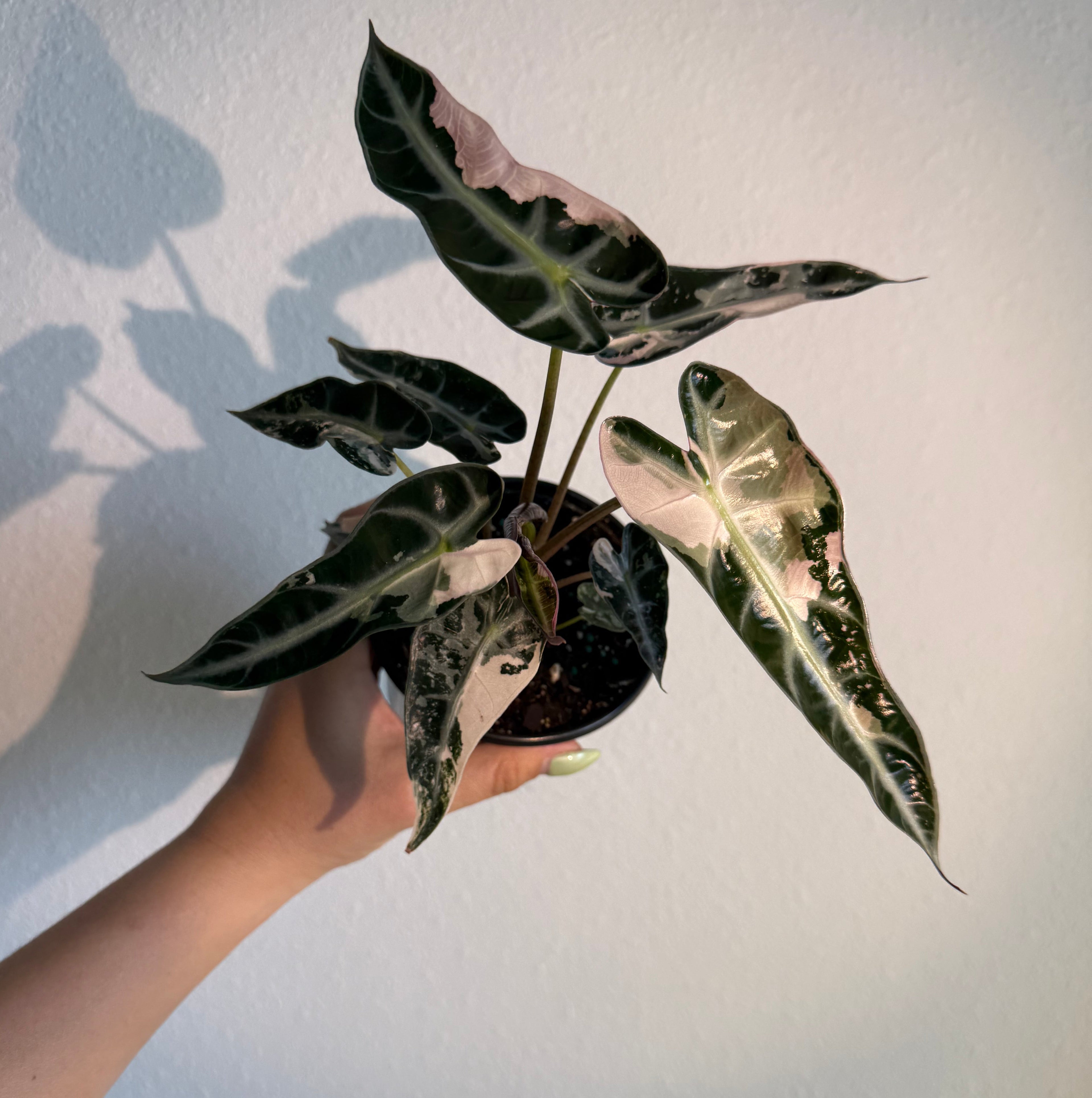 Alocasia Bambino Pink 4”