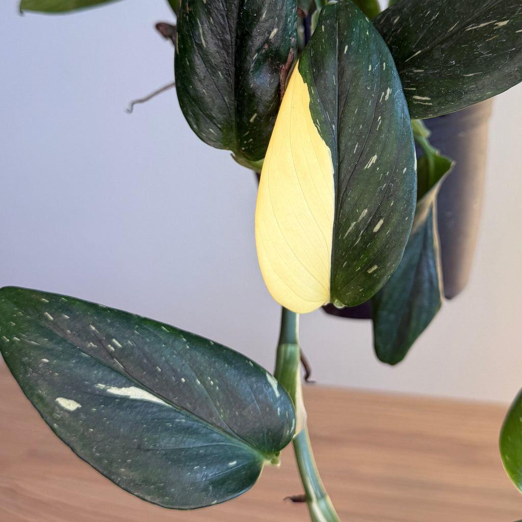 Monstera Standleya Variegated 6” HB