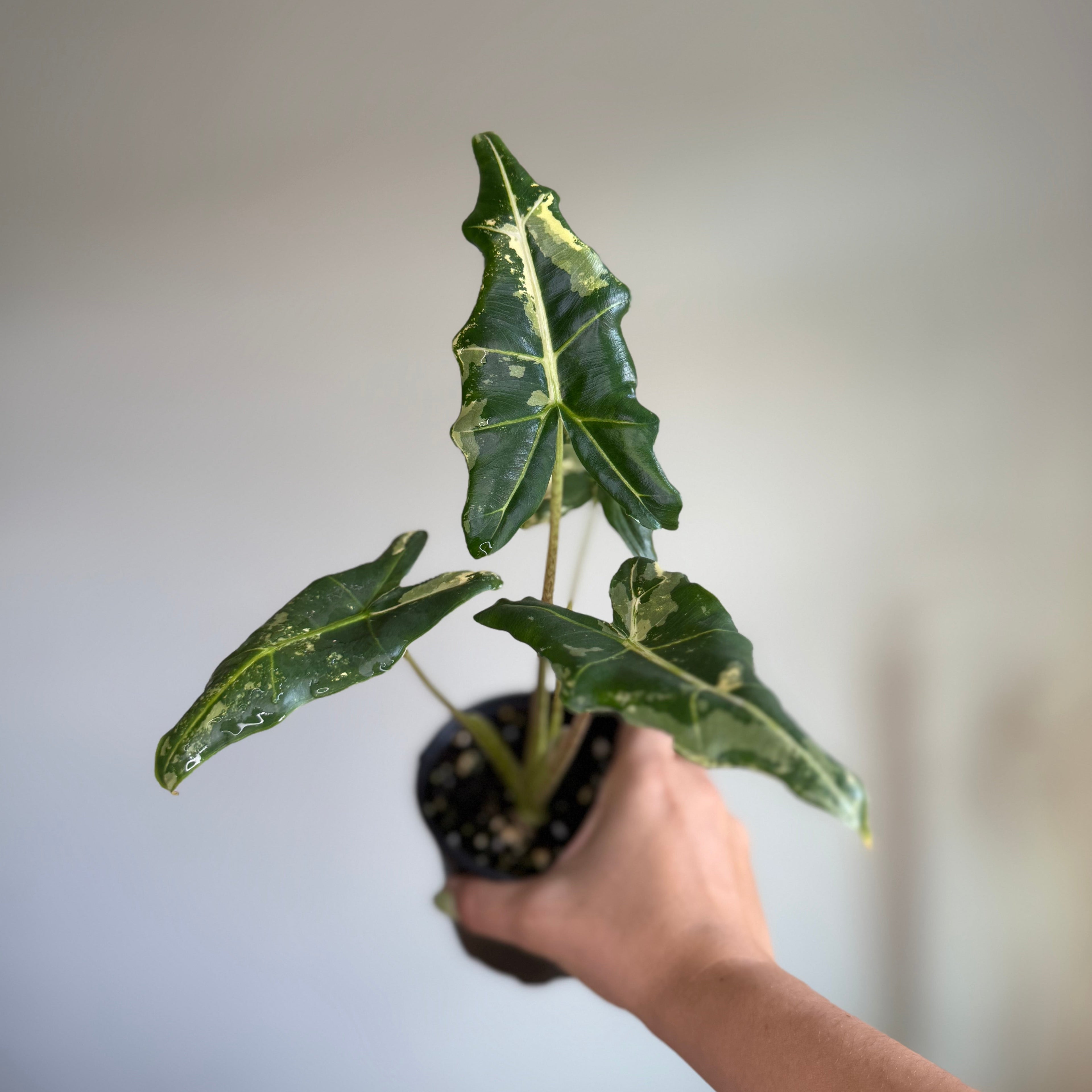 Alocasia Sarian Albo