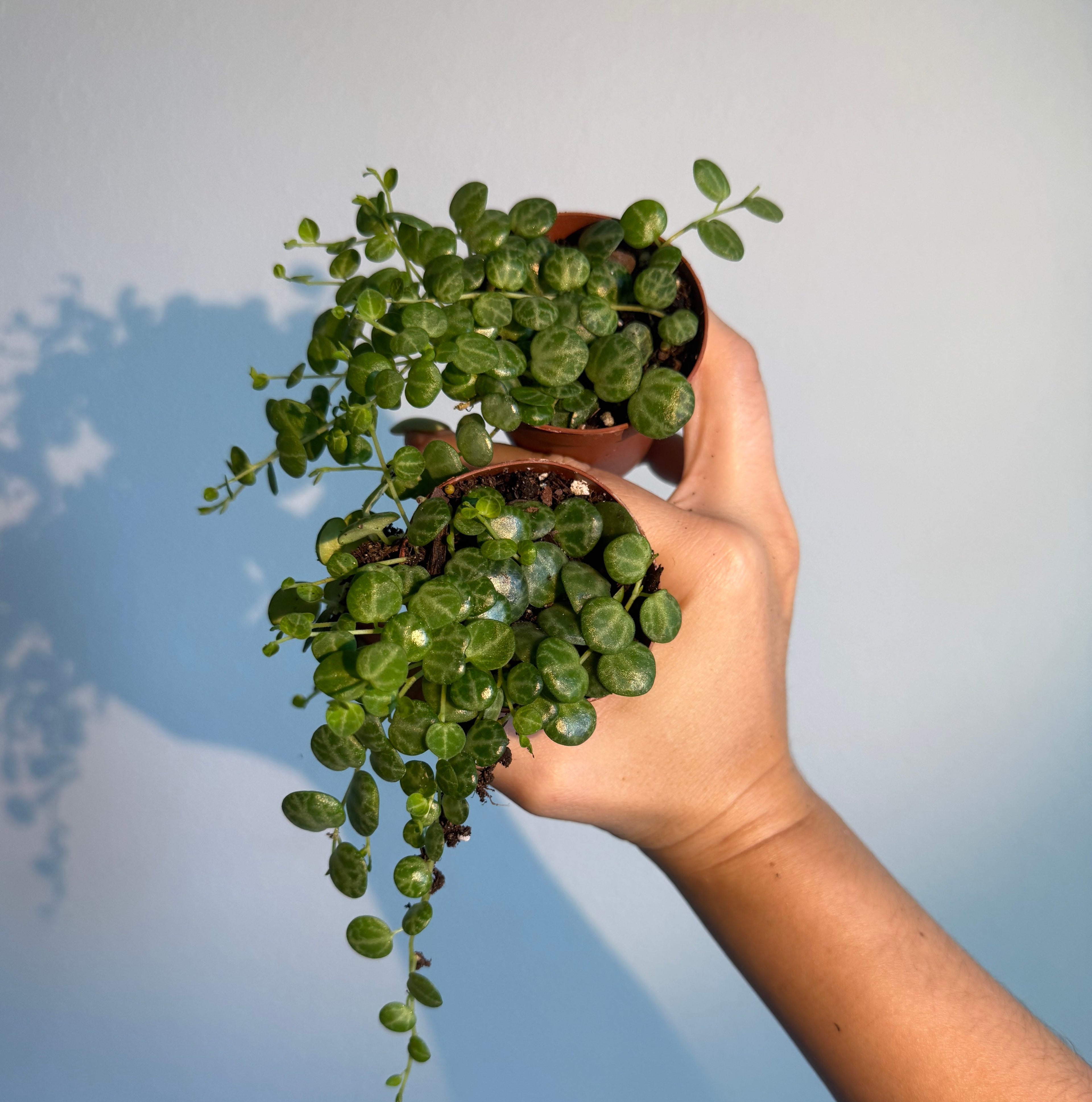 String of turtles ( 2 plants )