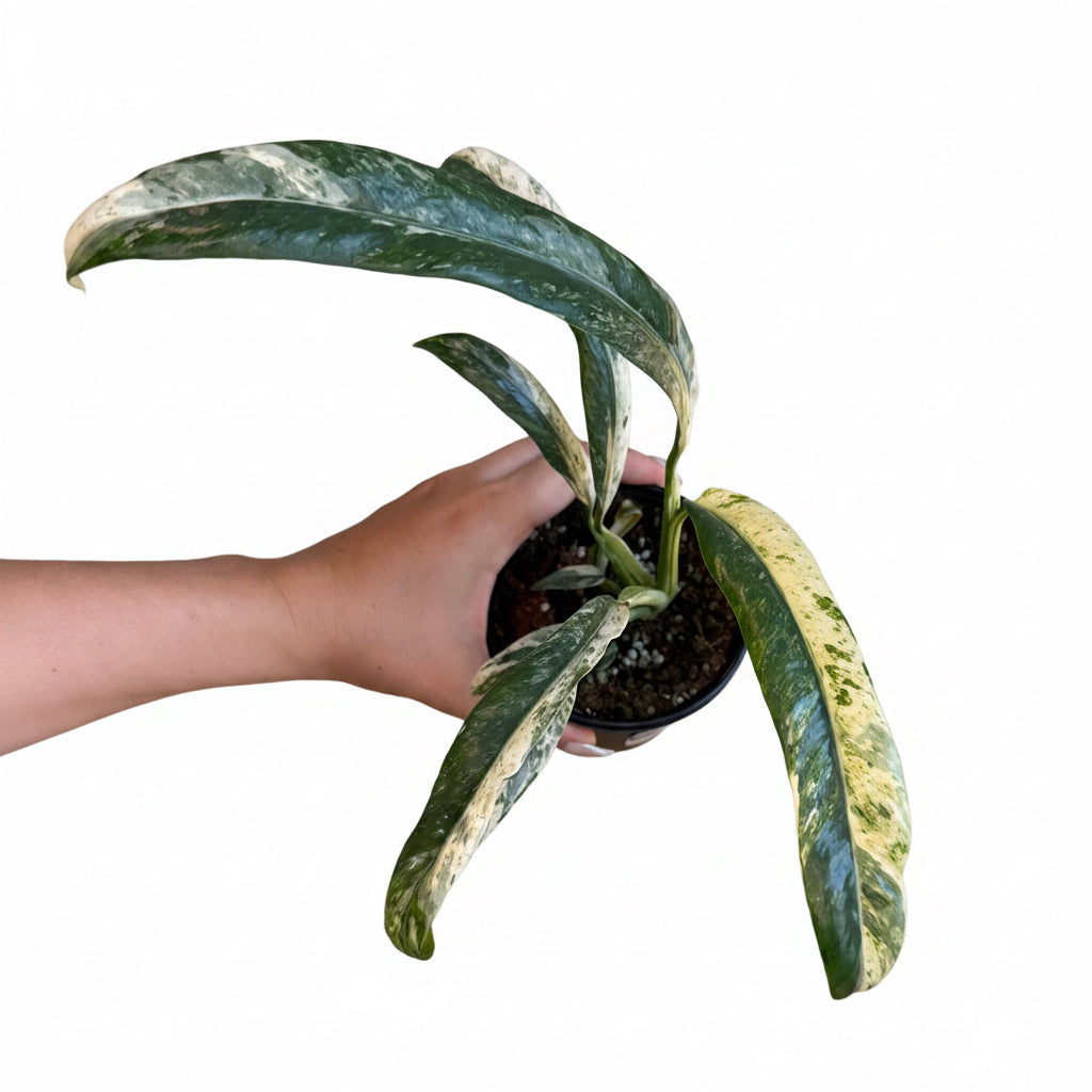 Epipremnum Giganteum Marble 4”