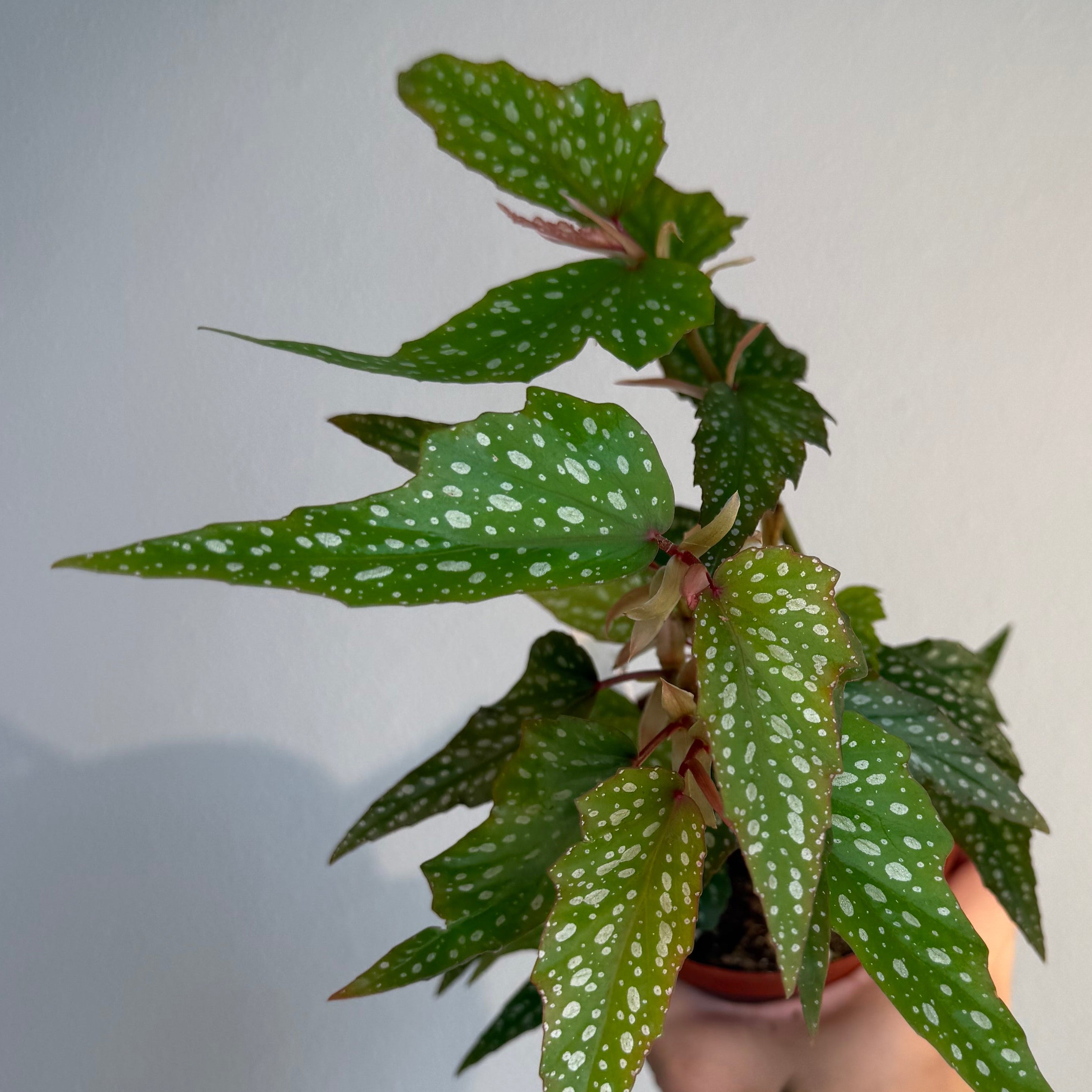 Begonia Angel wing 4”