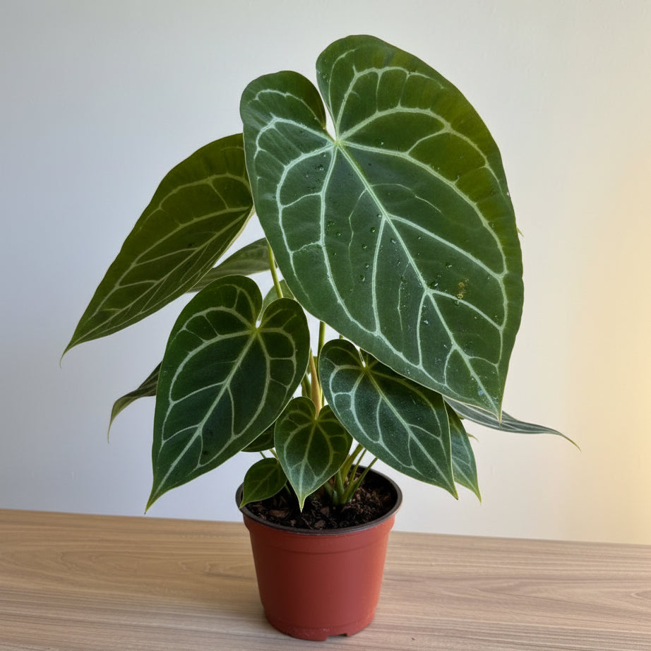 Anthurium crystallinum 6”