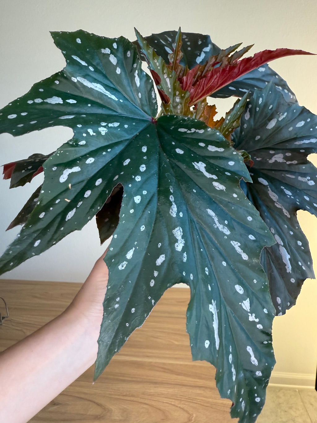 Begonia Sophie Cecily 6”