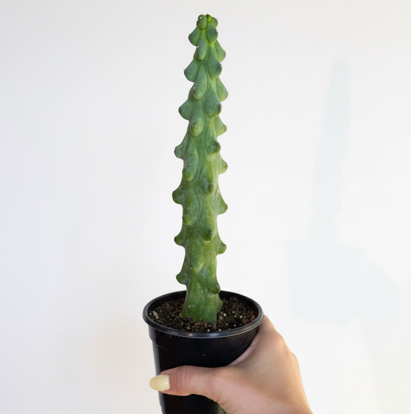 3- Rare Cactus Bundle 4”