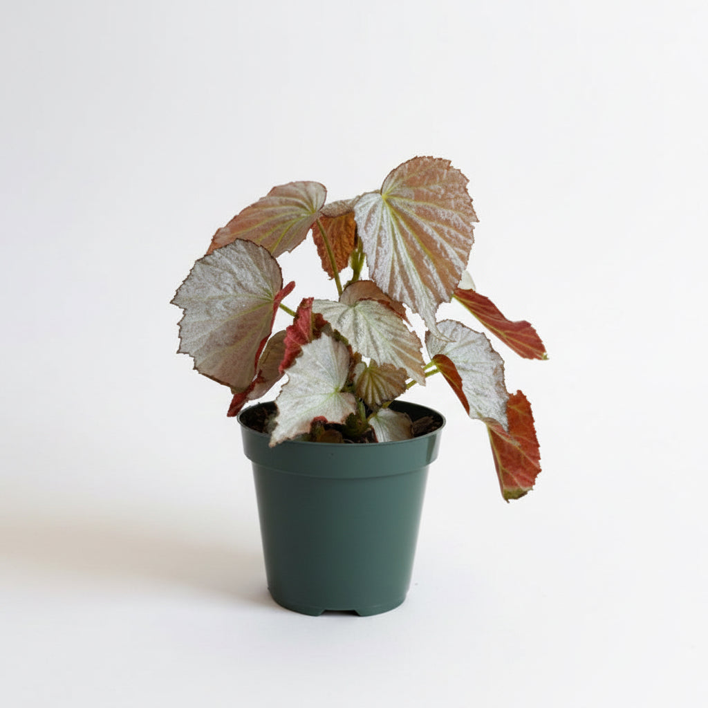 Begonia Two Face 4”