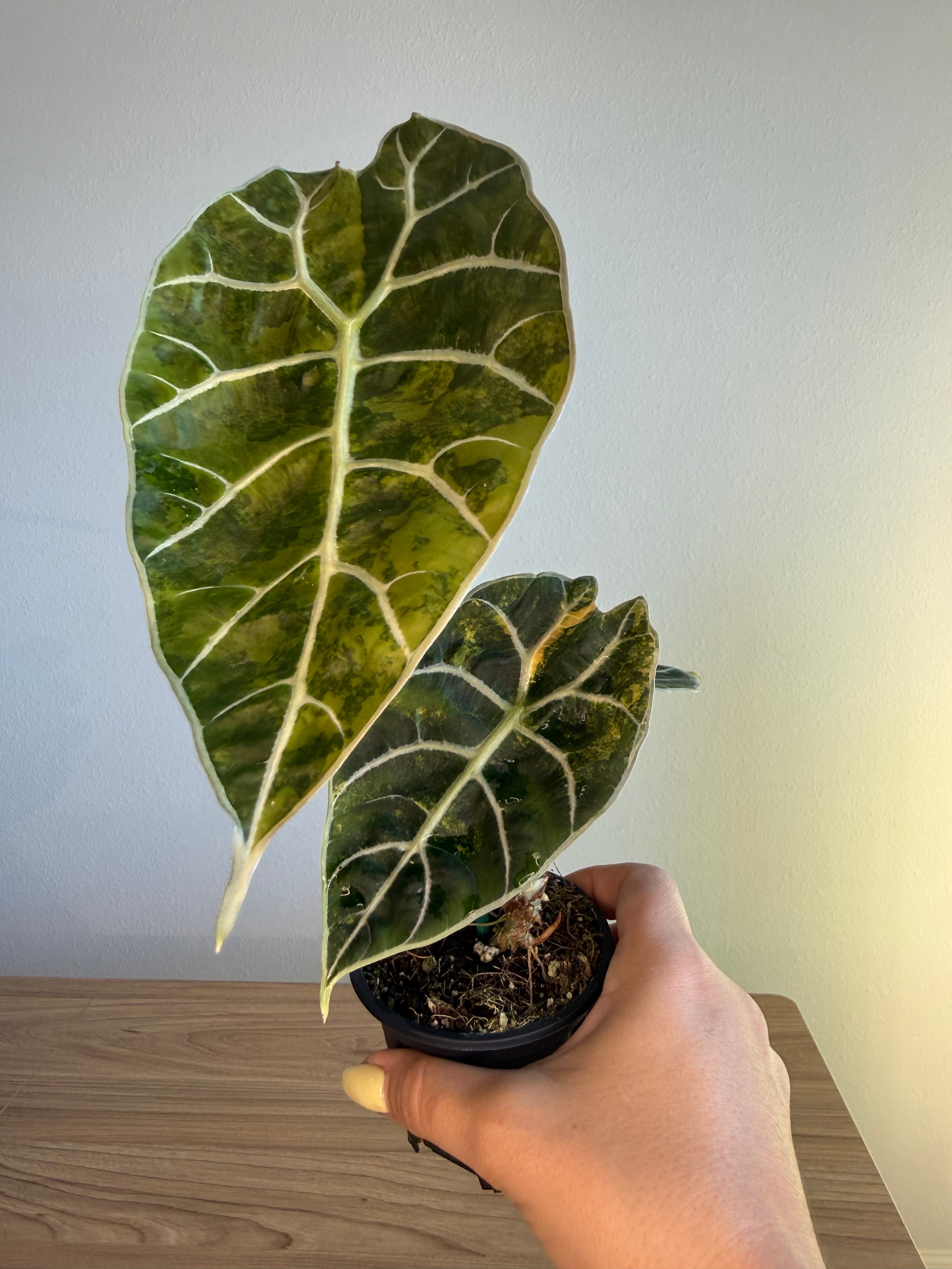 Alocasia Watsoniana Aurea