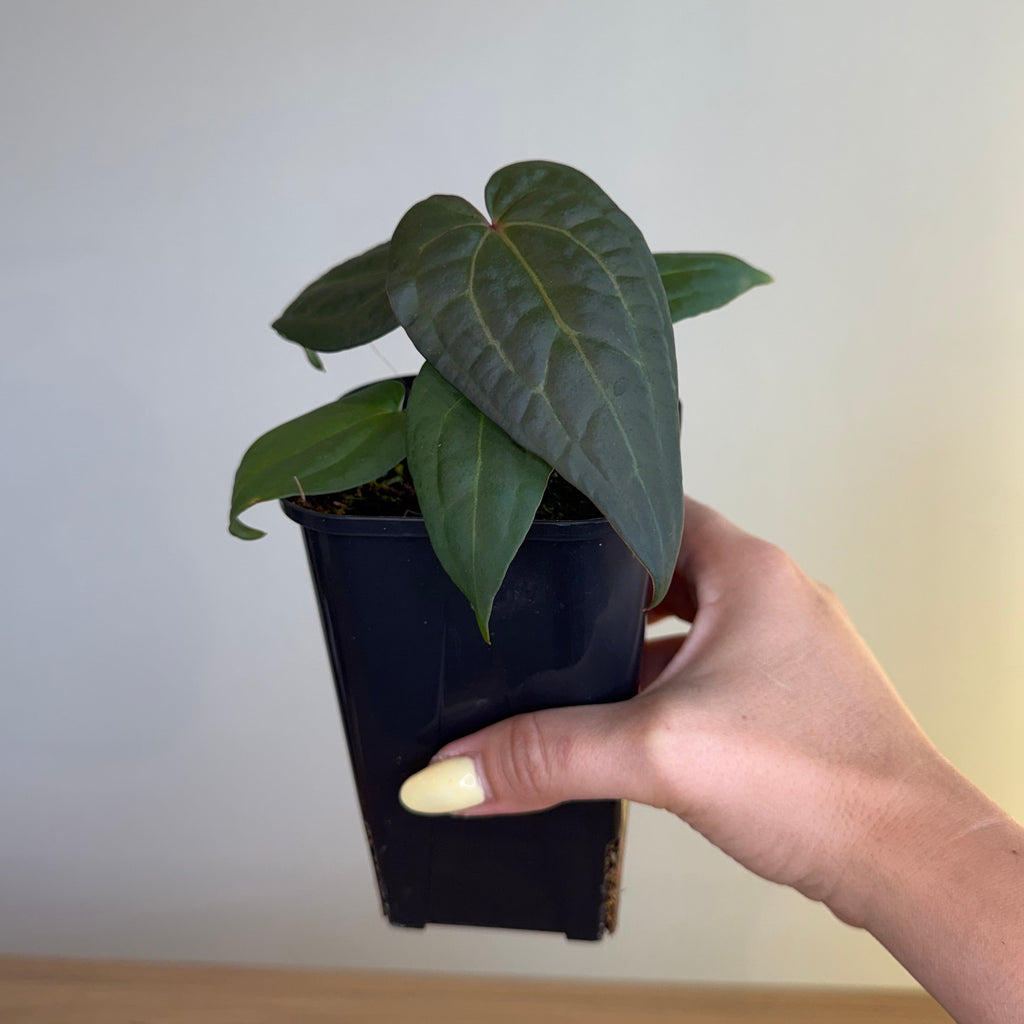 Anthurium crystallium x Luxurians 4”