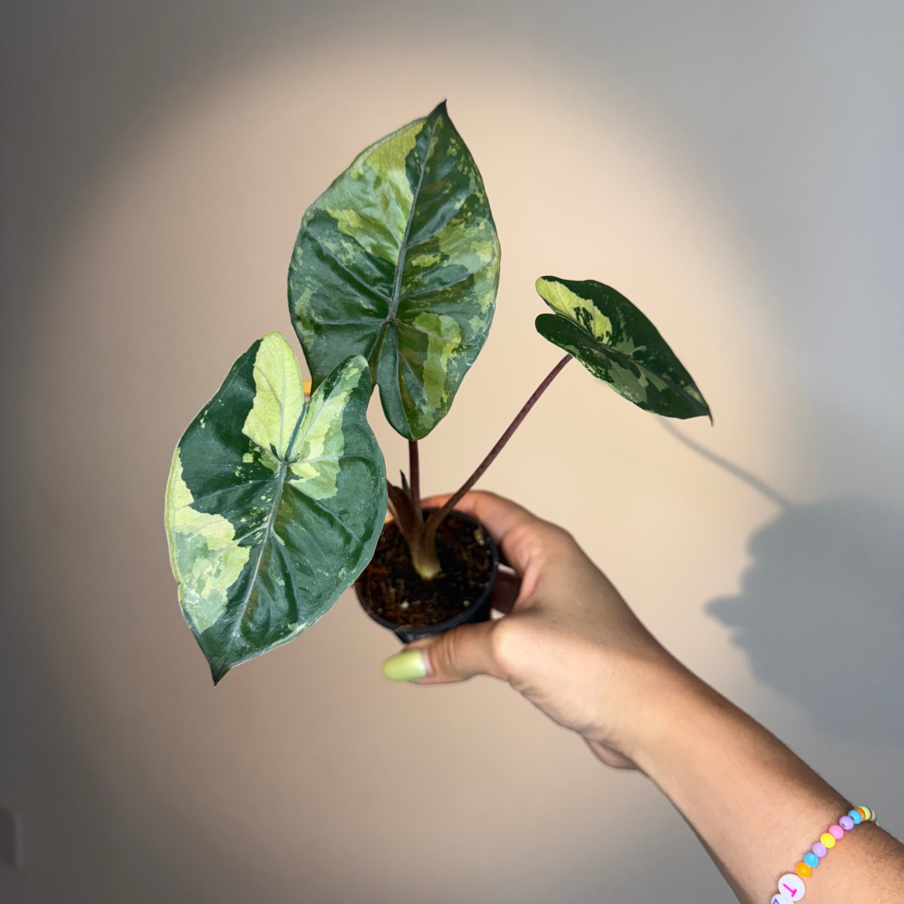 Alocasia Yucatán Princess Var