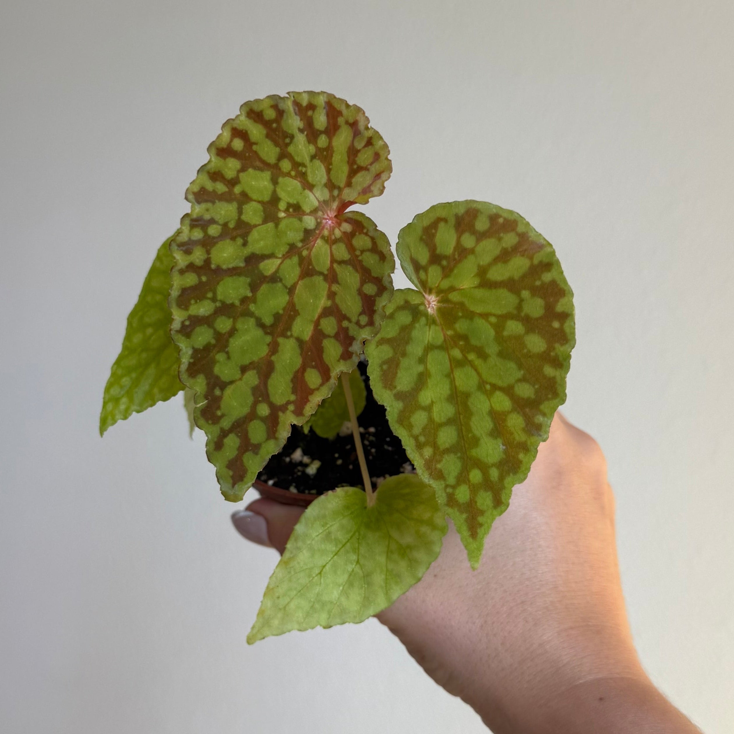 Begonia Chlorosticta 3”