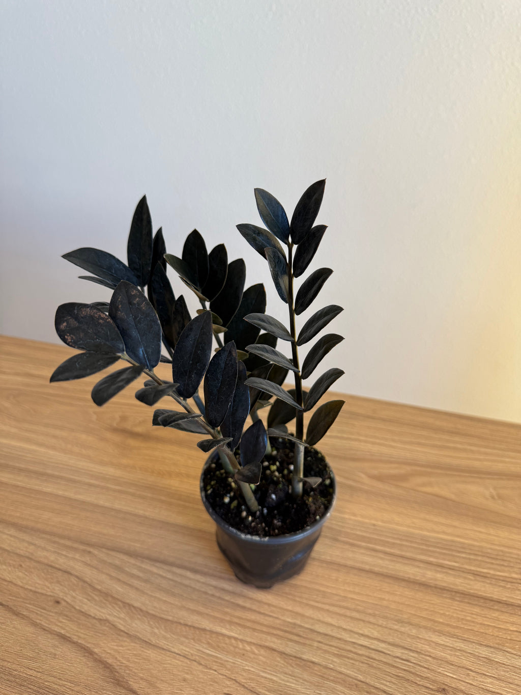 Black ZZ plant