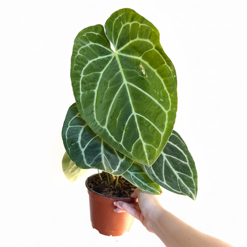 Anthurium crystallinum 6”
