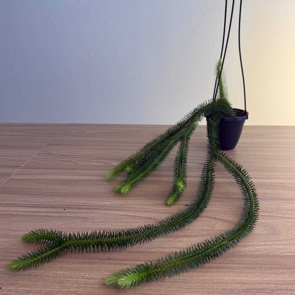 Huperzia Squarrosa 4” XL
