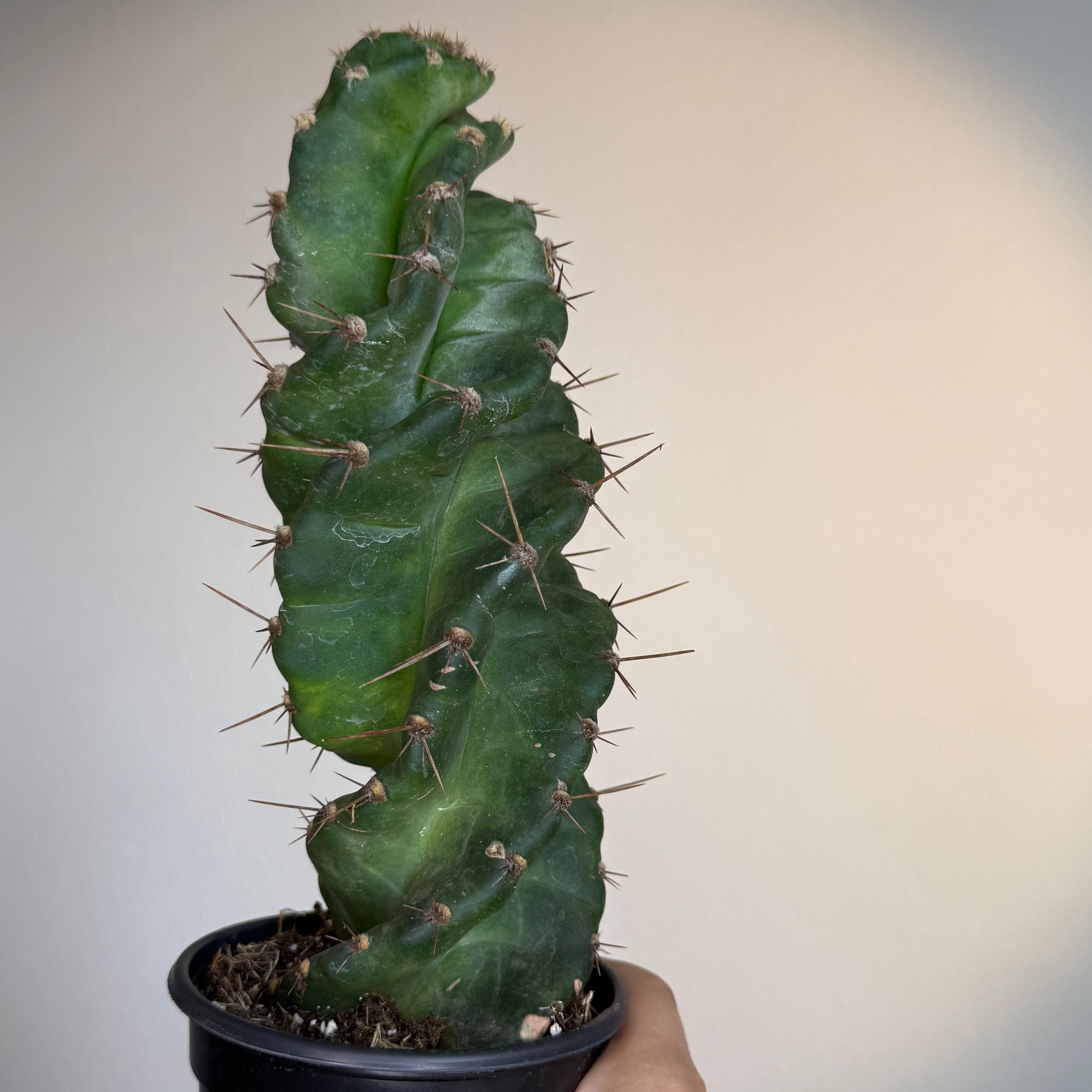 Cactus Spiralis