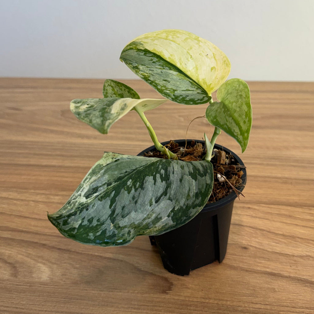 3- Variegated Scindapsus Bundle 3.5”