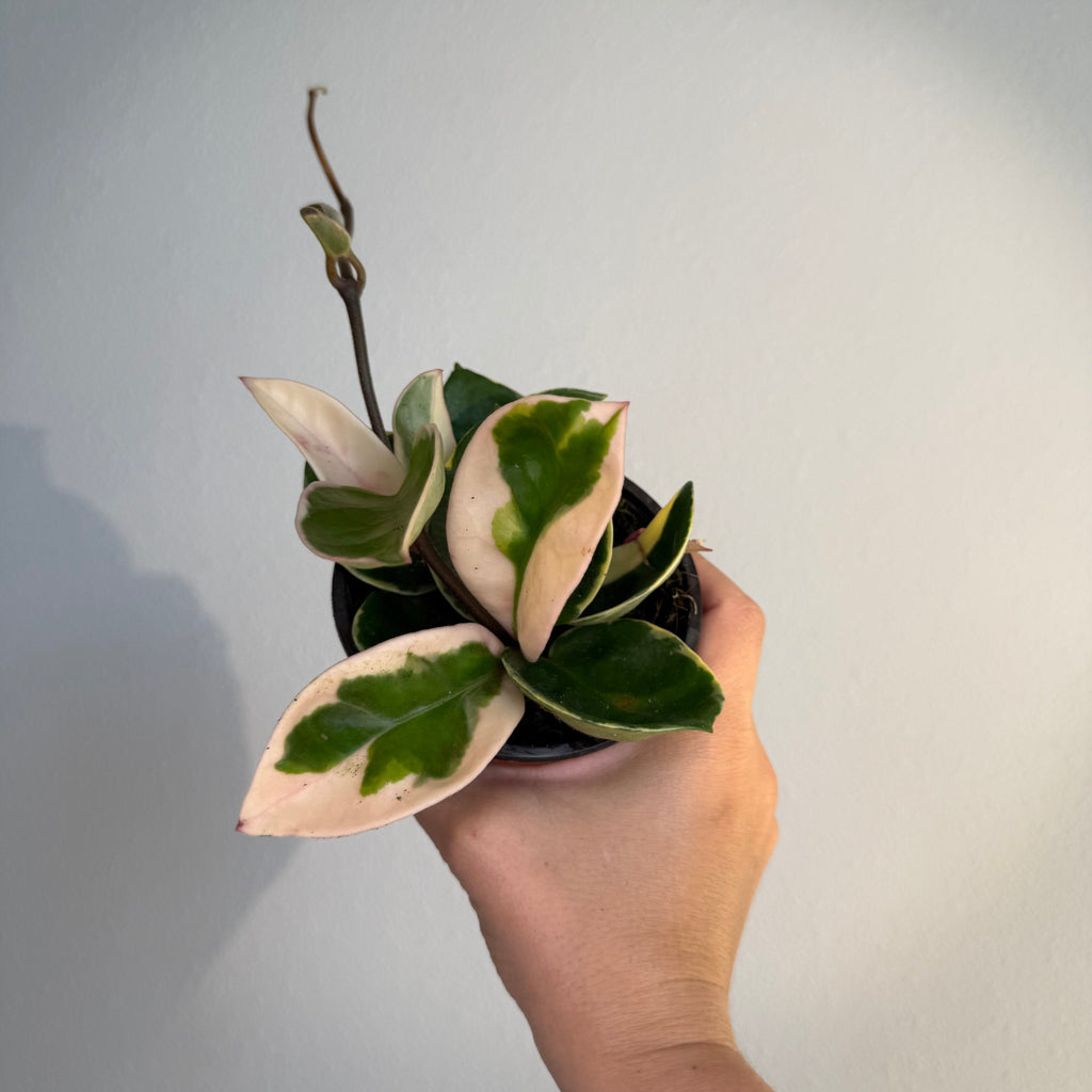 Hoya Krimson Queen
