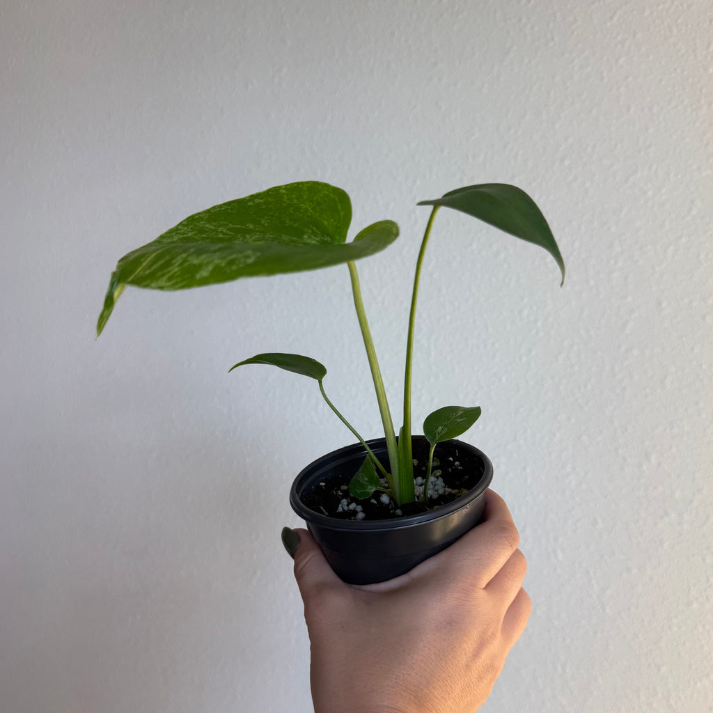 Monstera bulbasaur 4”
