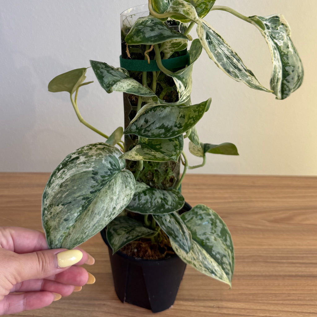 Scindapsus Peasun 4”