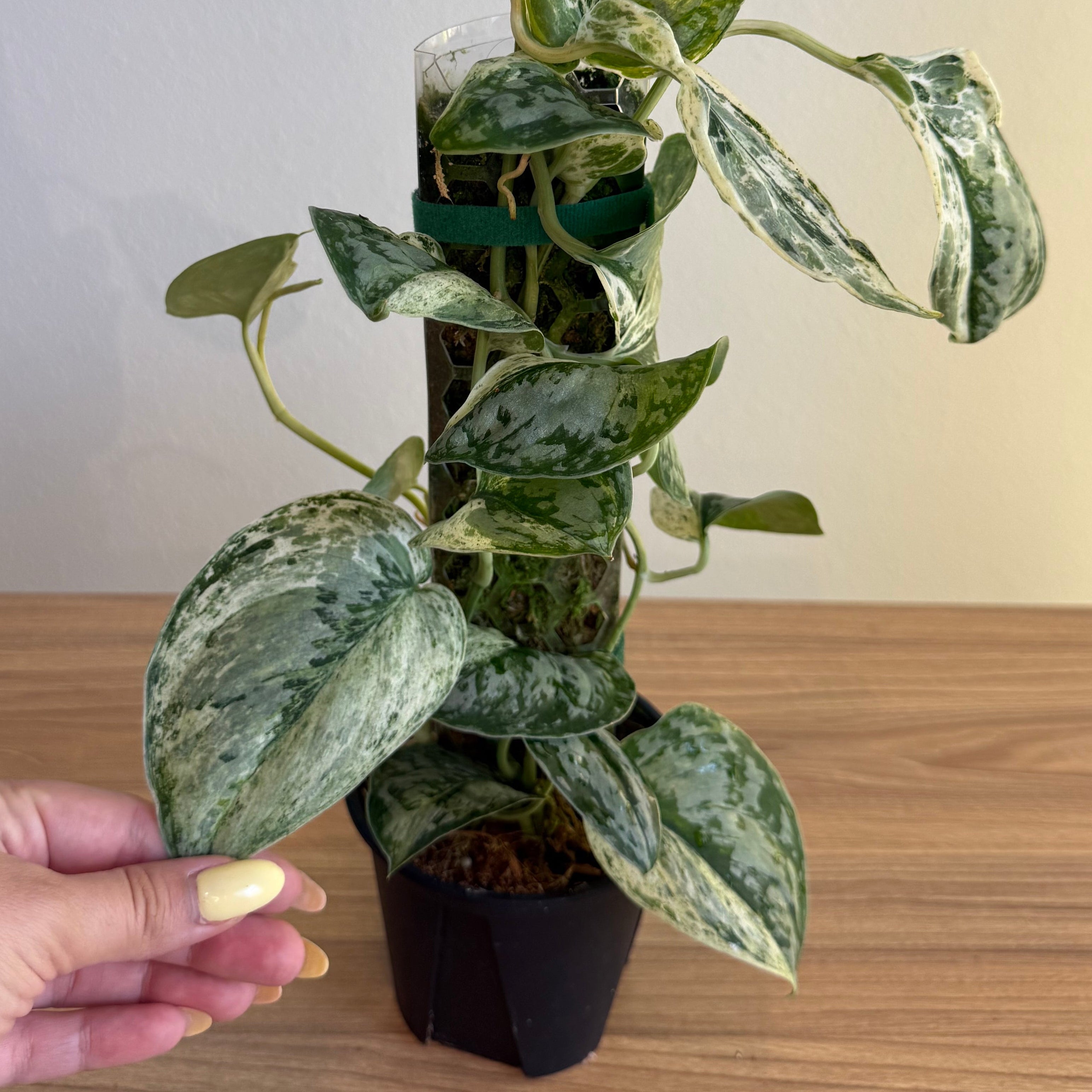 Scindapsus Peasun 4”
