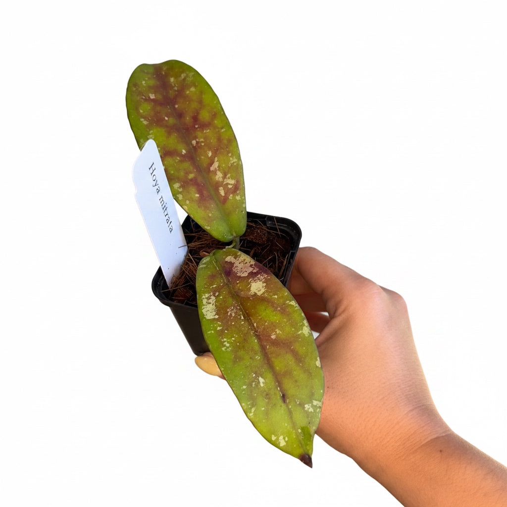 Hoya Mitrata Splash 3”