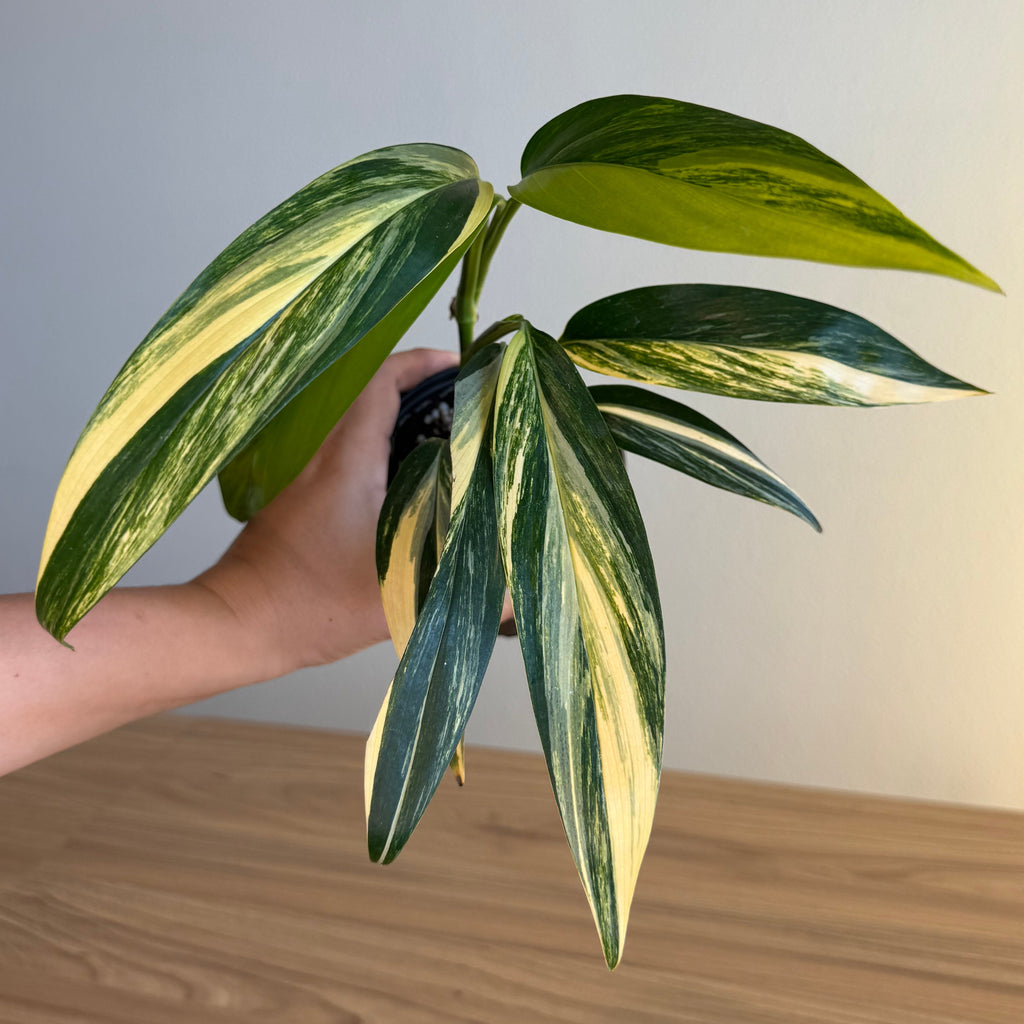 Epipremnum Amplissimum Aurea 4”