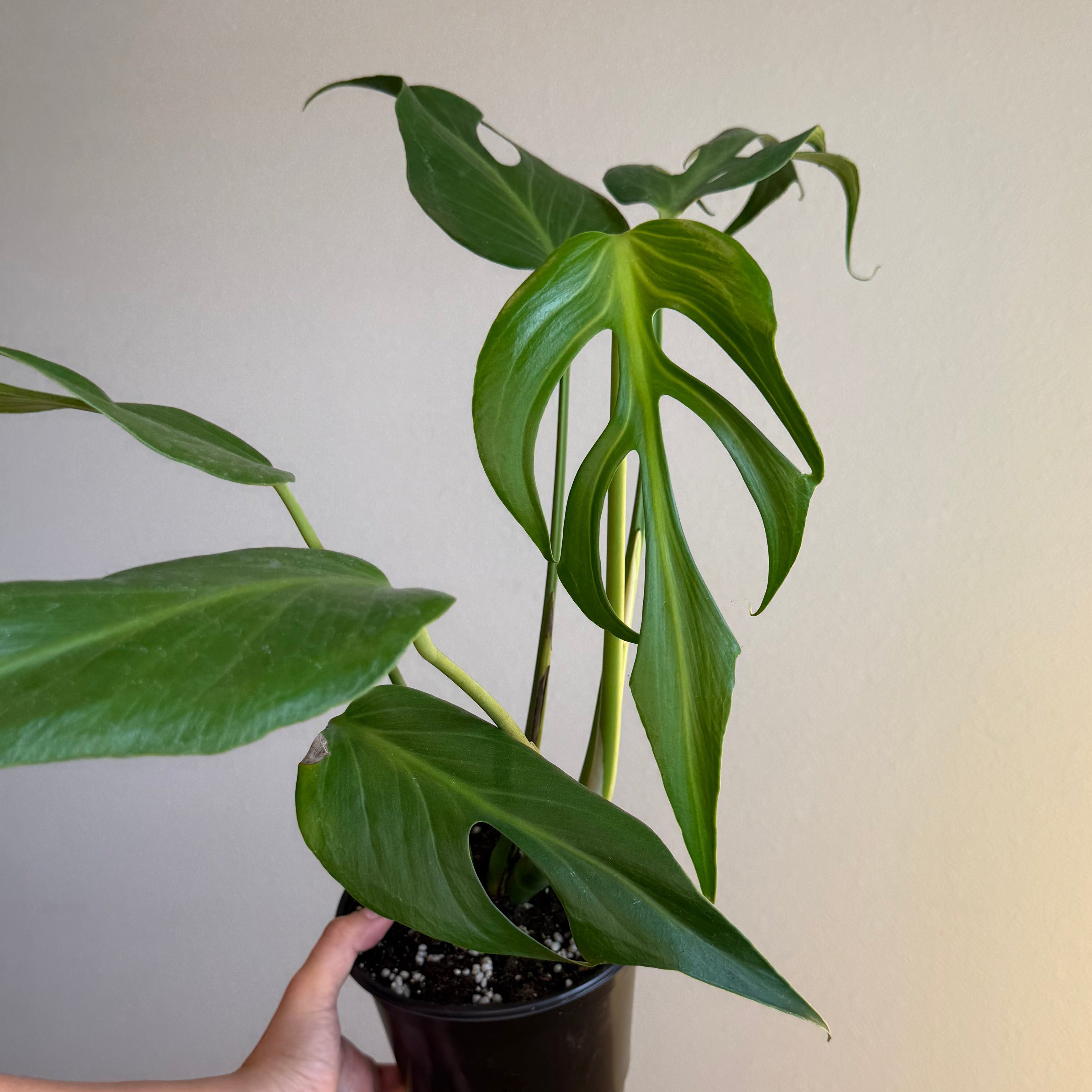 Monstera Burle Marx Flame