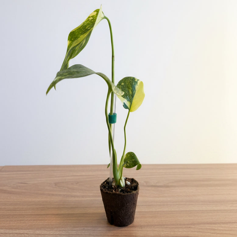 Monstera Electrolyte