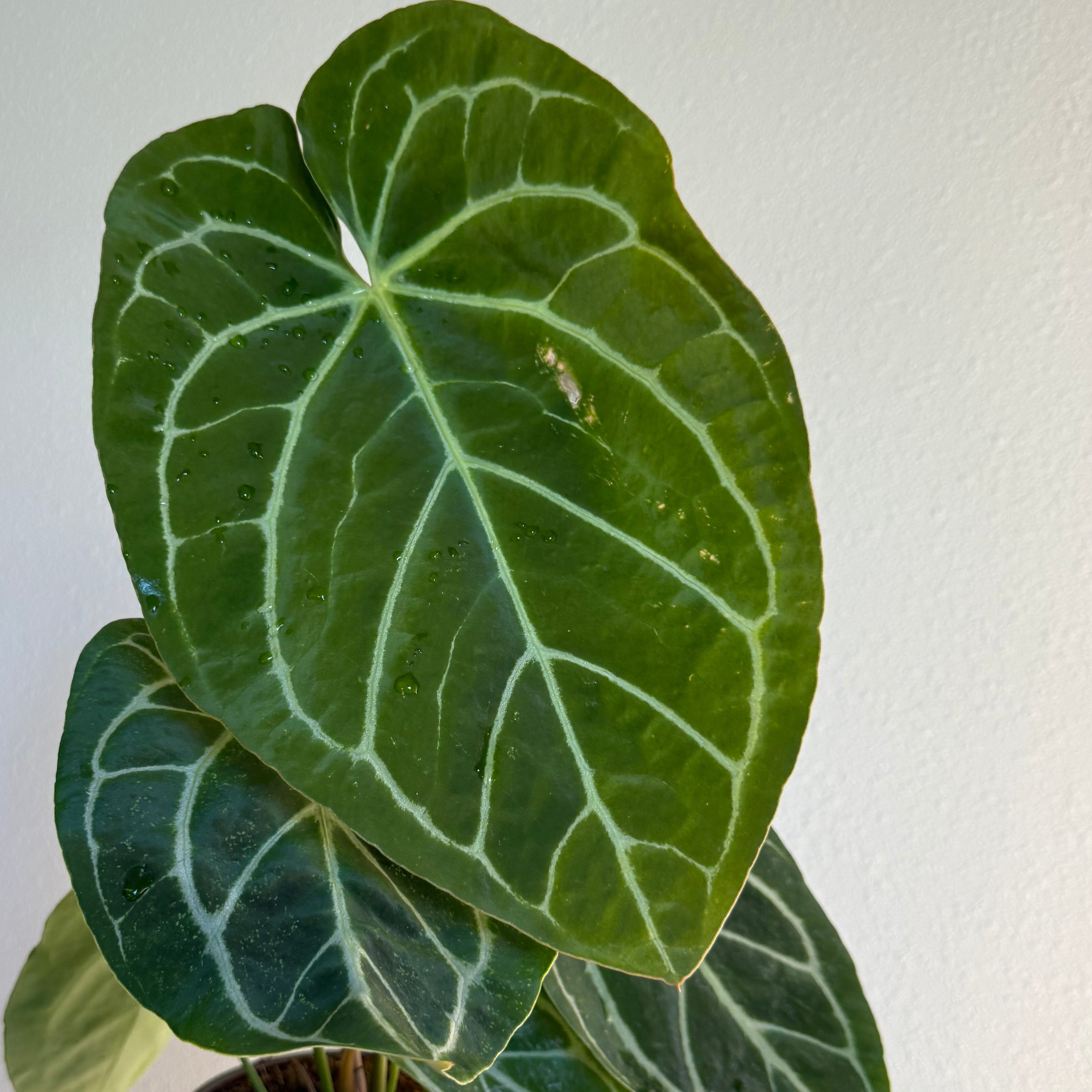 Anthurium crystallinum 6”