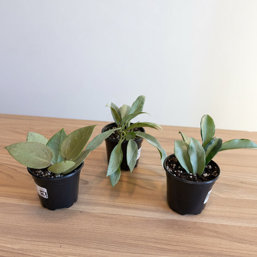 3- Hoya Silver Bundle
