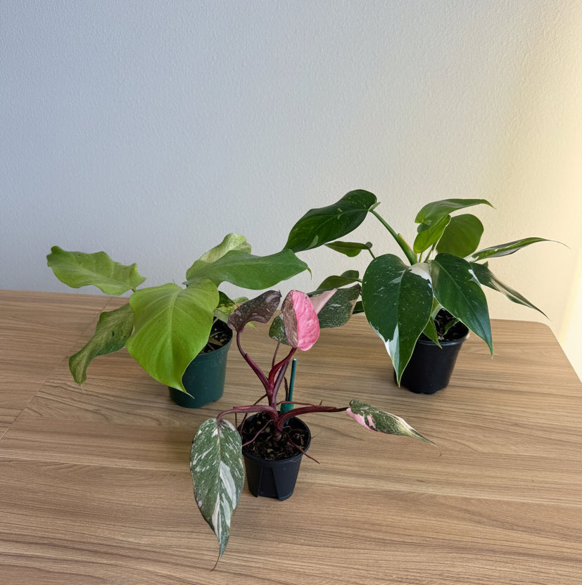 Philodendron Collection - 3 plants Bundle 4”