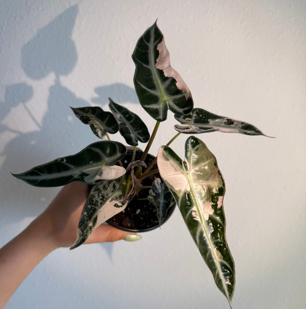 Alocasia Bambino Pink 4”