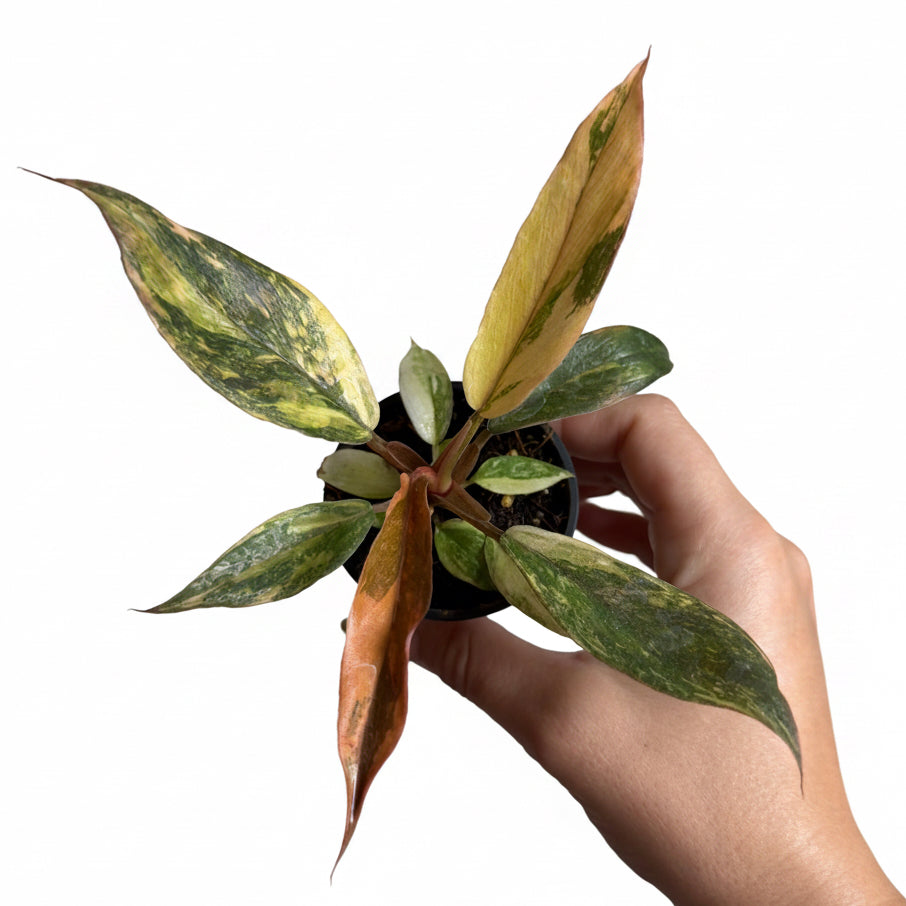 Philodendron Caramel Marble “ Fire Tiger”