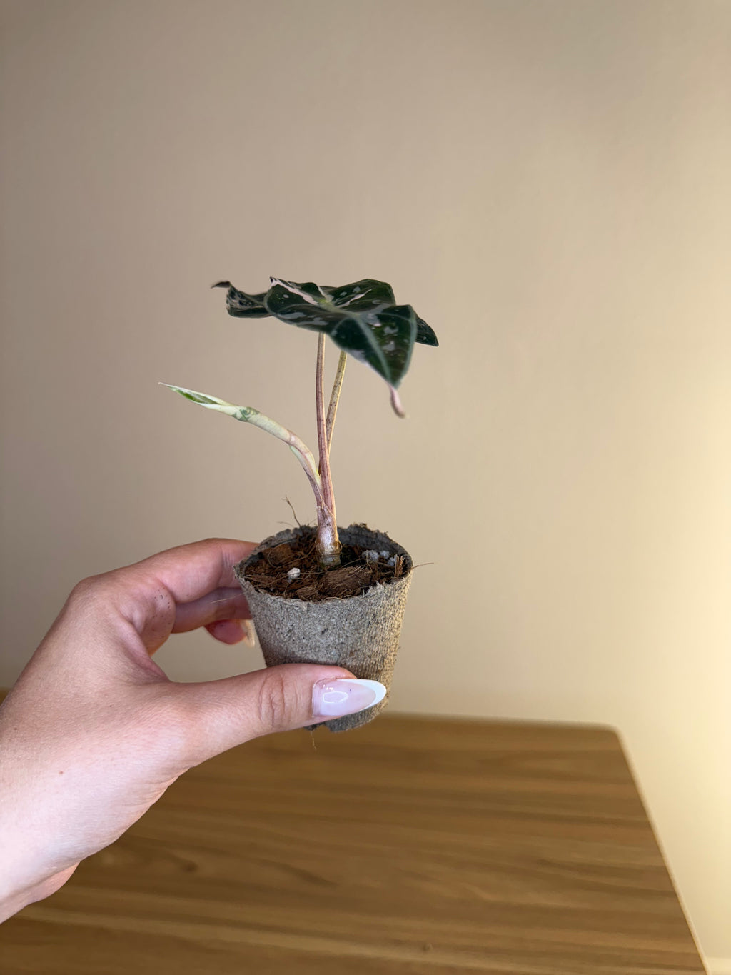 Alocasia Amazonica Polly Pink