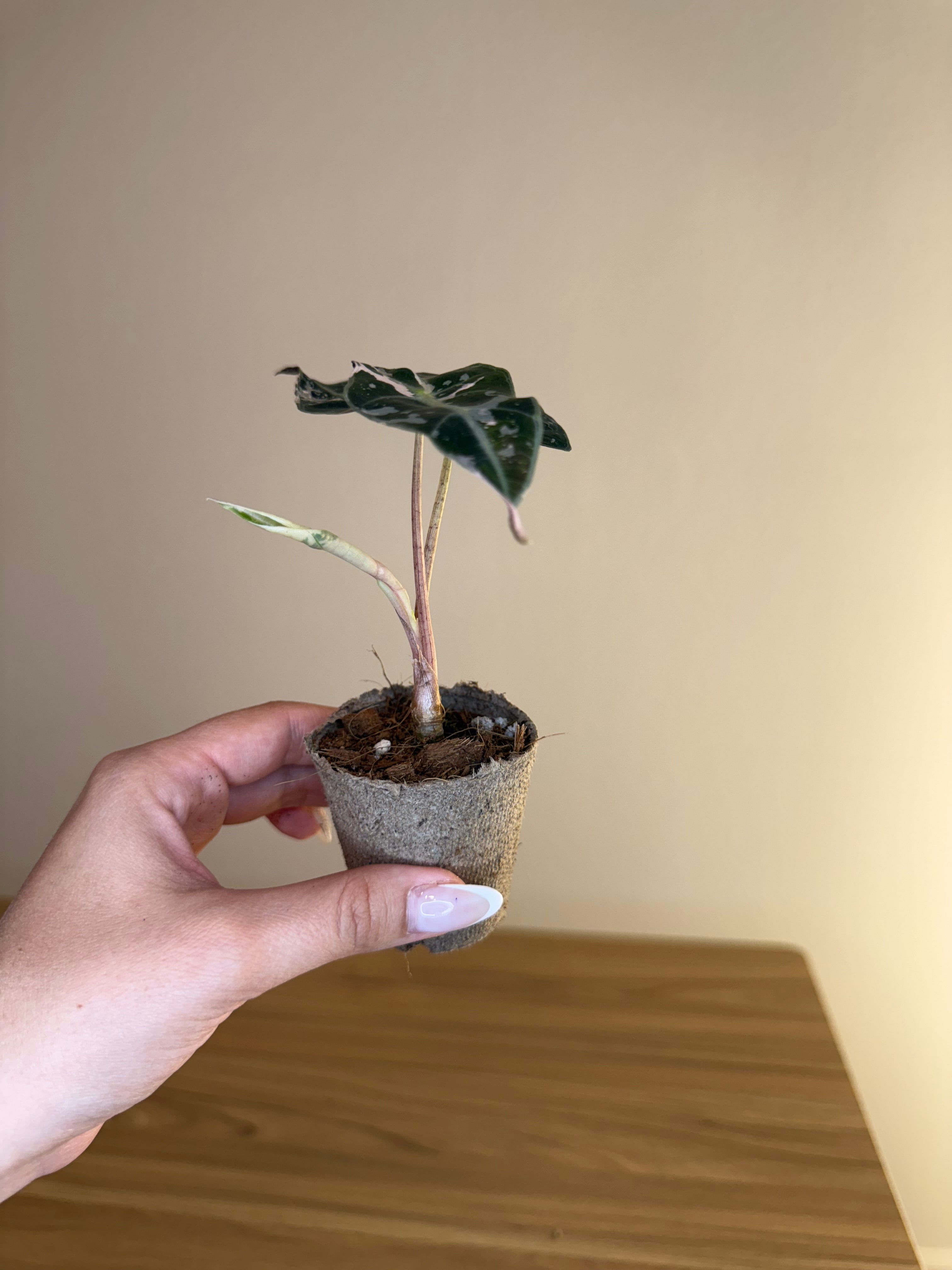 Alocasia Amazonica Polly Pink