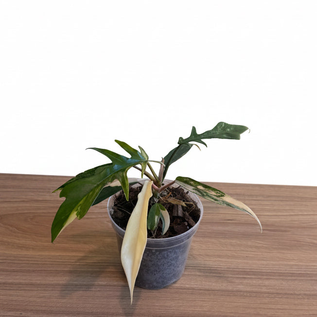 Philodendron Florida Beauty x Tortum