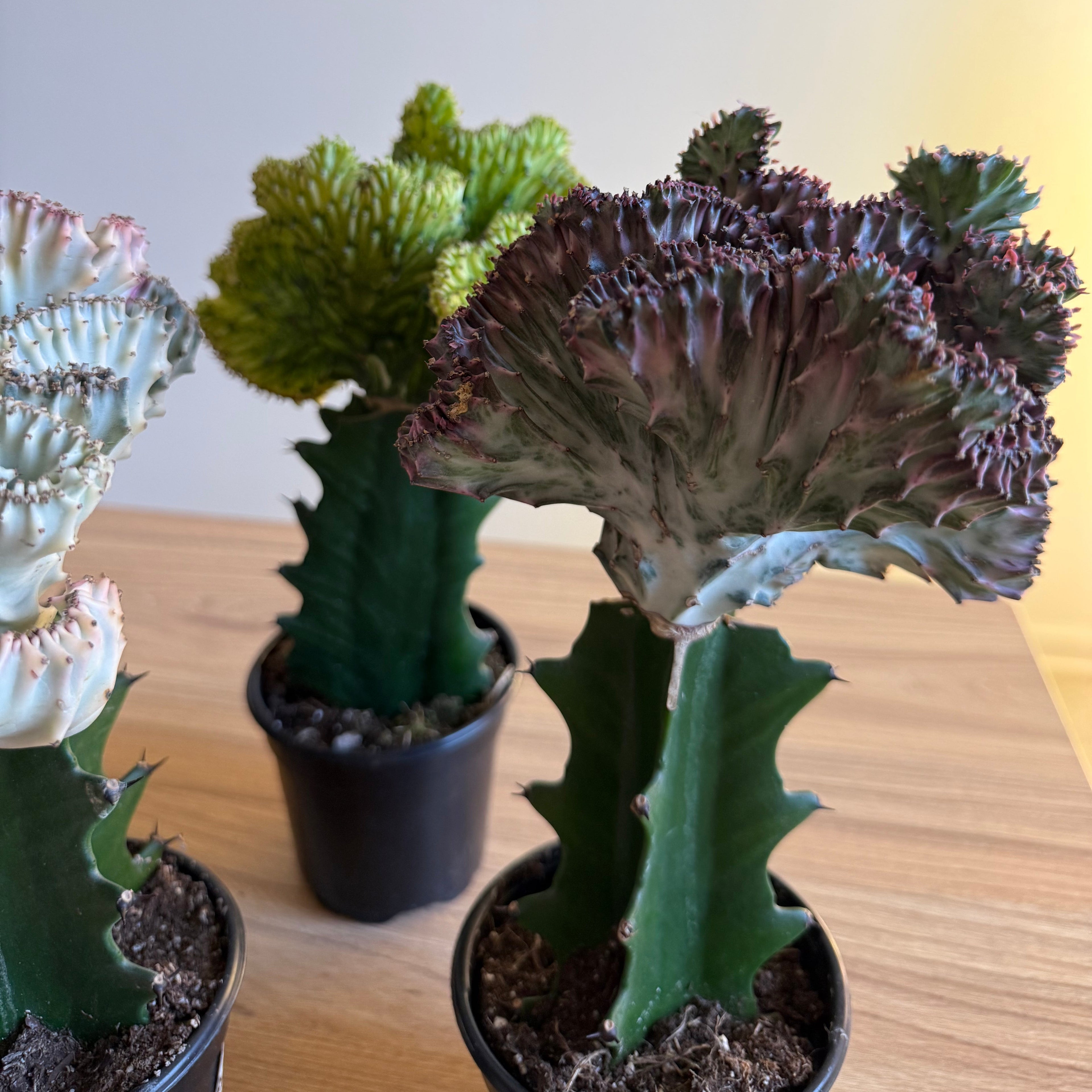 4 - Mermaid tail Cactus Bundle