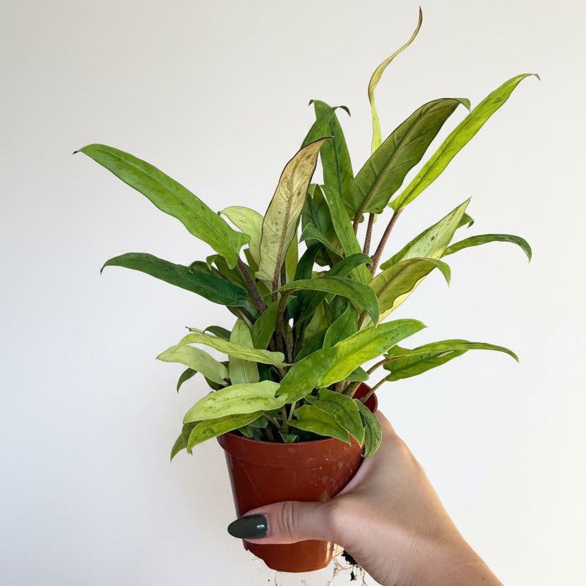 Alocasia Lauterbachiana Var 4”
