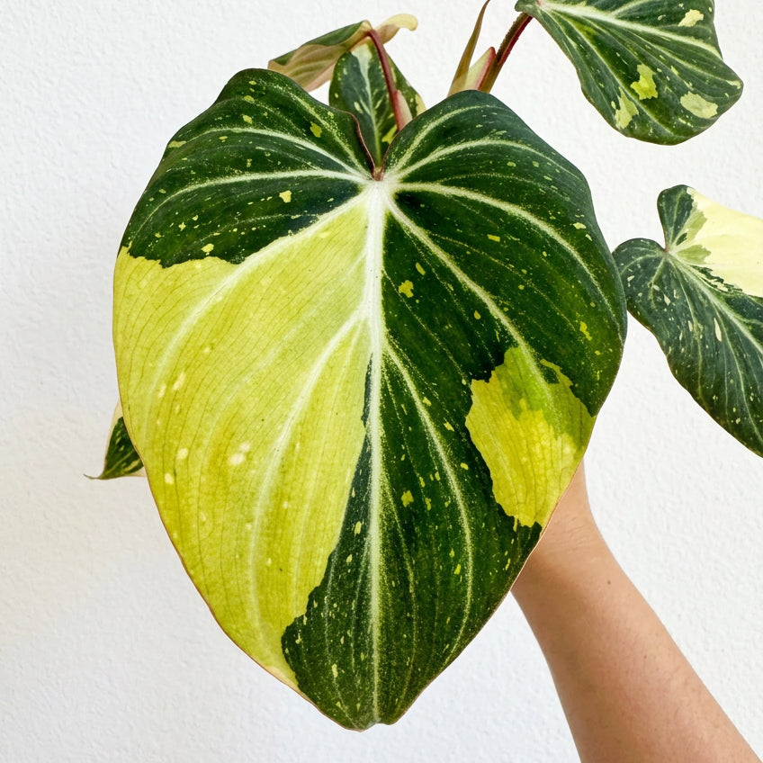 Philodendron Gloriosum Galaxy Var 4” Pot
