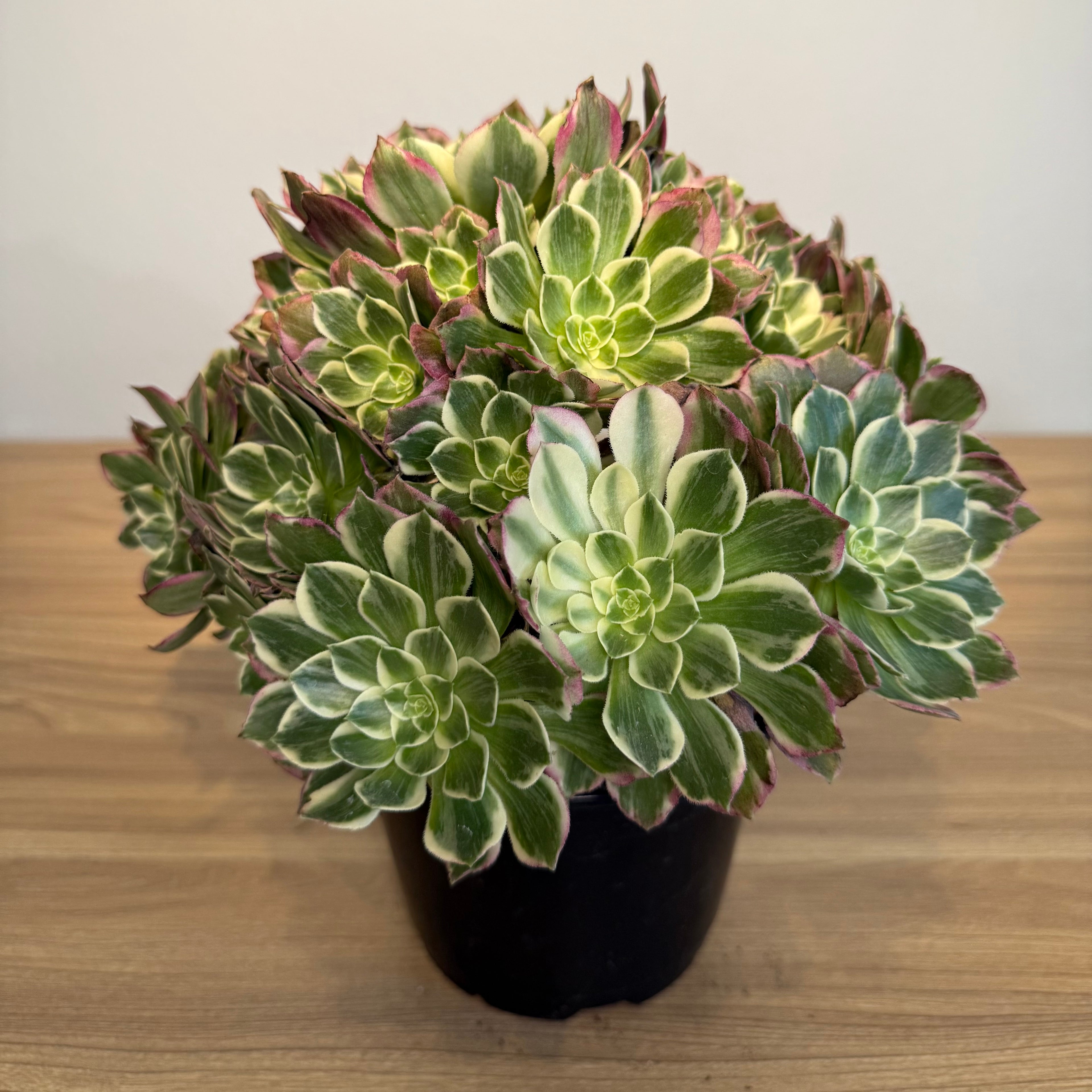 cluster succulent plant Aenium Cluster 6” – Exotic plants Store