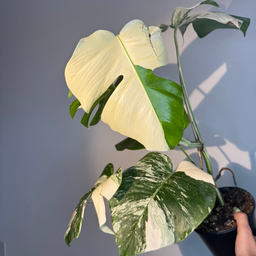 Monstera Albo Variegated 6”
