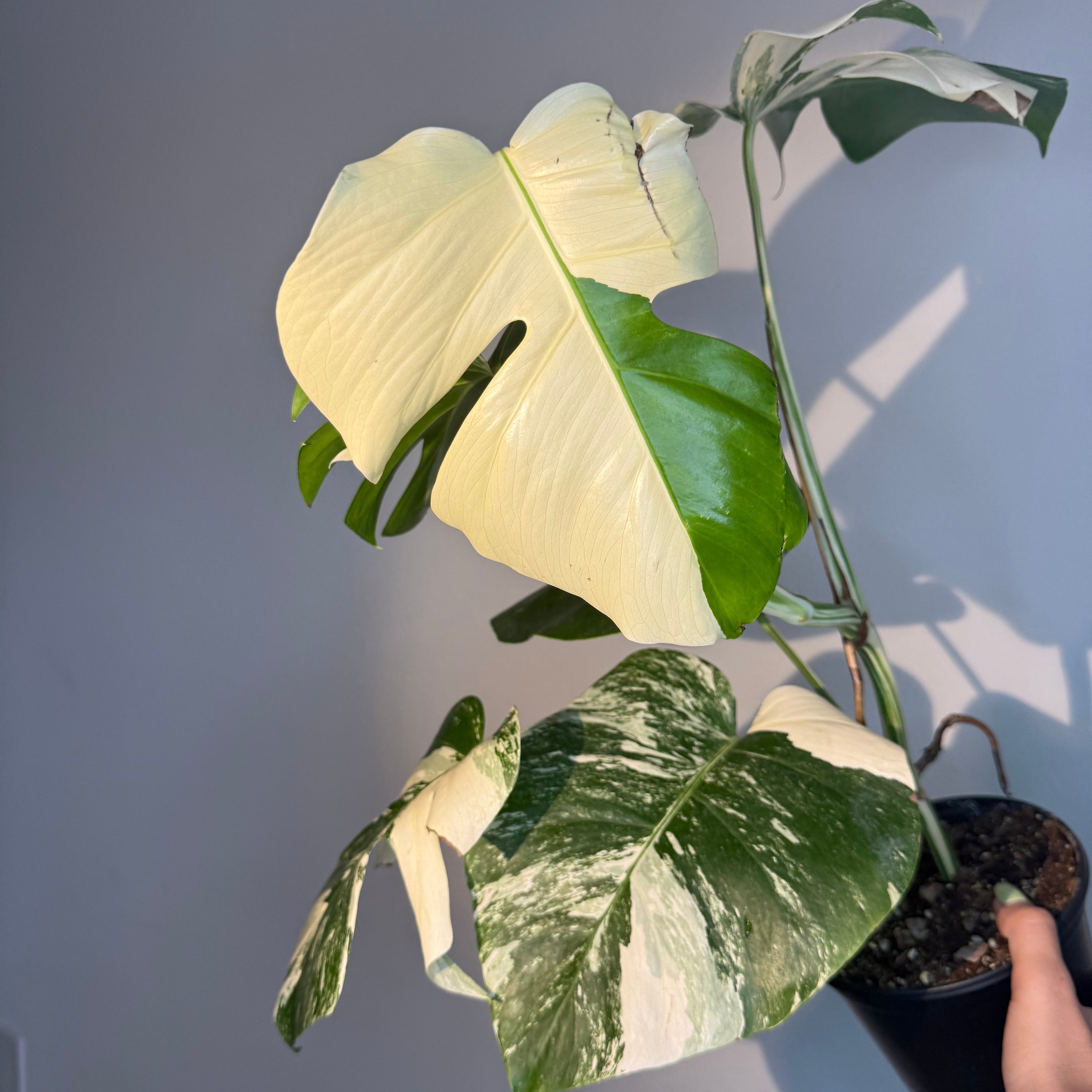Monstera Albo Variegated 6”